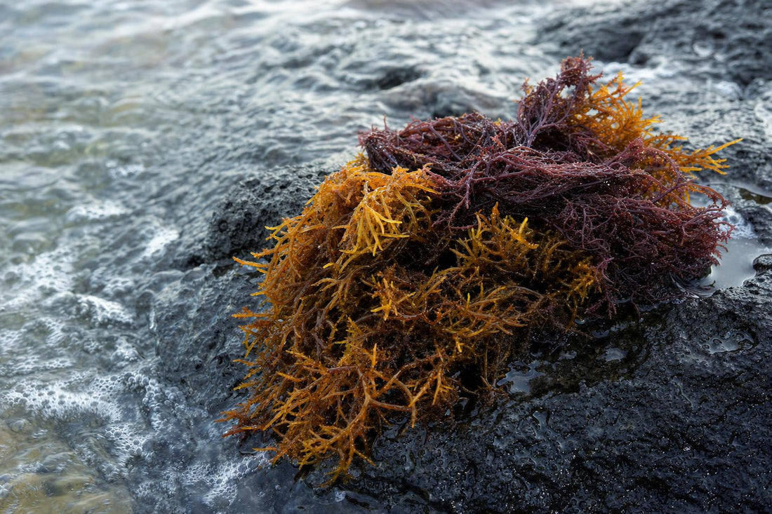 Raw gold and purple sea moss resting on wet dark coastal rock in shallow seawater